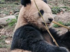 -都江堰中华大熊猫苑