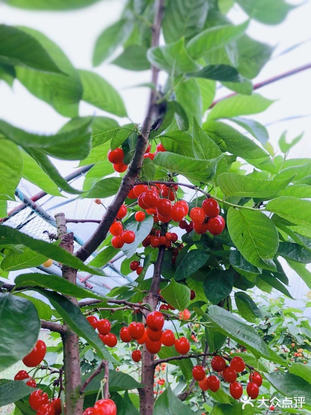 成都周边 | 超大水晶樱桃采摘，抿甜