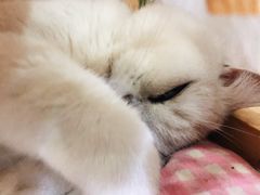-猫亿天猫咖