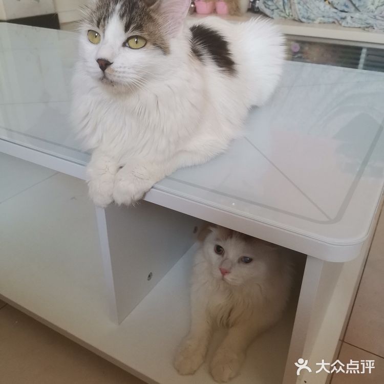 从救助到成为猫奴，从无奈到不舍只是不经意间