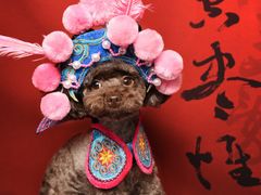 -读宠于你·约克夏比熊·睫角守宫·爬宠售卖(高新店)