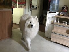 -翡翠森林宠物火化殡葬(通州店)