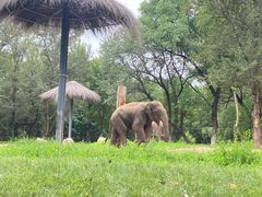 -北京野生动物园