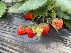 -胜丰草莓采摘园