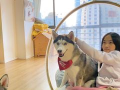 -Husky Go! 哈士奇体验馆·宠物咖啡厅狗咖