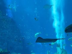 -亚特兰蒂斯•OSSIANO奥西亚诺海底餐厅