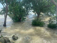 -宝安西湾红树林湿地公园