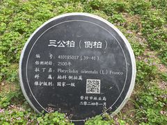 -中岳庙