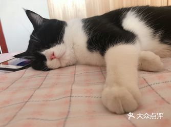 三两几乎从来不回应我 但是会原地往向我在的方向