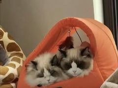 -猫十亿·布偶金渐层·曼基康矮脚猫舍(青年路店)