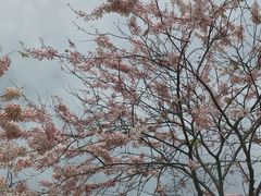 -白石龙音乐公园