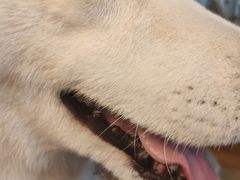 -Husky Go! 哈士奇体验馆·宠物咖啡厅狗咖