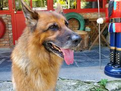 -伟伟宠物医院·CT影像中心·瑞派犬猫综合性门诊(汉口总院)