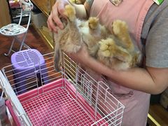 -宠物兔专门店(天丰利市场店)
