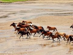 -塞罕坝国家级自然保护区