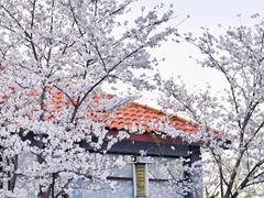 -高东镇樱花园