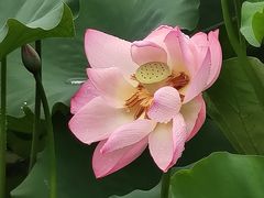 -荔湾湖公园