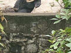 -都江堰中华大熊猫苑