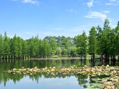 -白鹭湾湿地公园