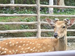 -青藏高原野生动物园