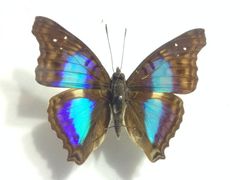 iphone_upload_pic-上海昆虫博物馆