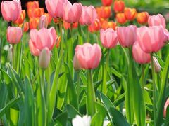 -石家庄市植物园