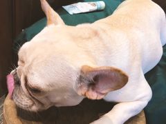 -more than meow吴止猫主题餐厅(承德 中船汇店)