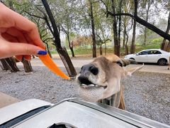 -北京野生动物园