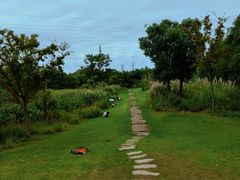 -上海长兴岛郊野公园