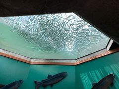 -西雅图水族馆