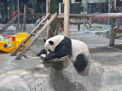 -栾川竹海野生动物园