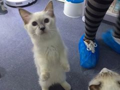 -喵的天空名猫咖啡馆·撸猫·猫舍·用品