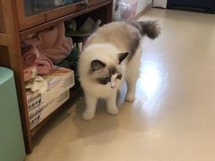 -猫在这儿猫咪咖啡馆·撸猫馆