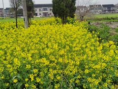 -喜杨洋草莓采摘园