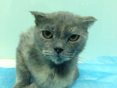 iphone_upload_pic-纳吉亚猫专科动物诊疗中心(蒋宅口分院)
