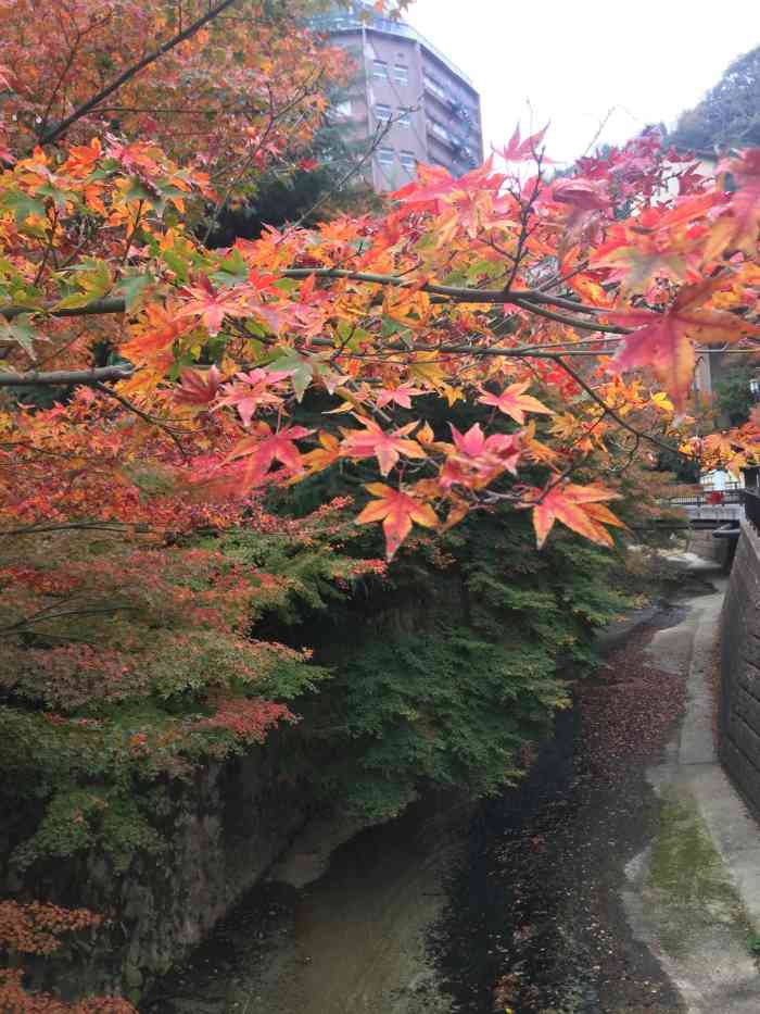 瑞宝寺公园-"一个小众的景点 就在我们酒店旁边 步行.