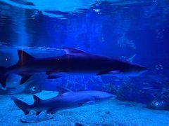 -成都浩海立方海洋公园