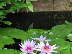-国家植物园南园