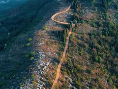 -长虫山生态公园风景林
