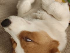 -浣熊柯尔鸭土拨鼠·电玩咖