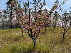 -春花秋色城市公园