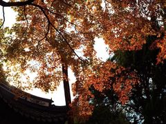 -上海共青森林公园