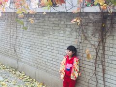 -三里屯东五街银杏大道