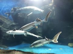 -石家庄海洋公园