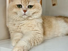 -青奢宠物·青奢猫舍