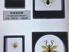 -上海昆虫博物馆