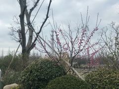 -上海长兴岛郊野公园