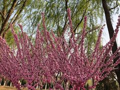 -永定河休闲森林公园