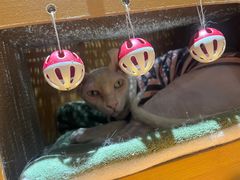 -有猫主题·治愈系猫咖(曾厝垵店)