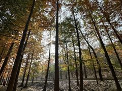 -白水寺森林公园